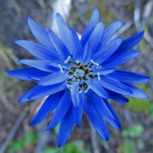 Deep blue flower close to the campsite Campamento Nuevo Zelandes on the west side of Cerro Castillo